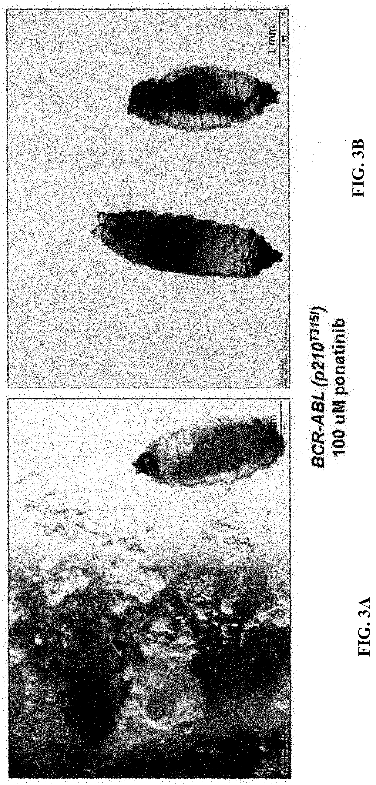 Methods of a drosophila model for chronic myeloid leukemia (CML) treatment