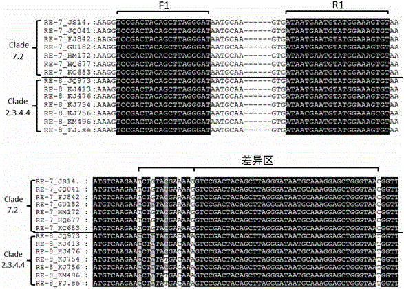 Real-time fluorescent quantitative PCR (Polymerase Chain Reaction) primers for distinguishing clade 7.2 type H5 AIV (H5 Subtype Avian Influenza Virus) from clade 2.3.4.4 type H5 AIV