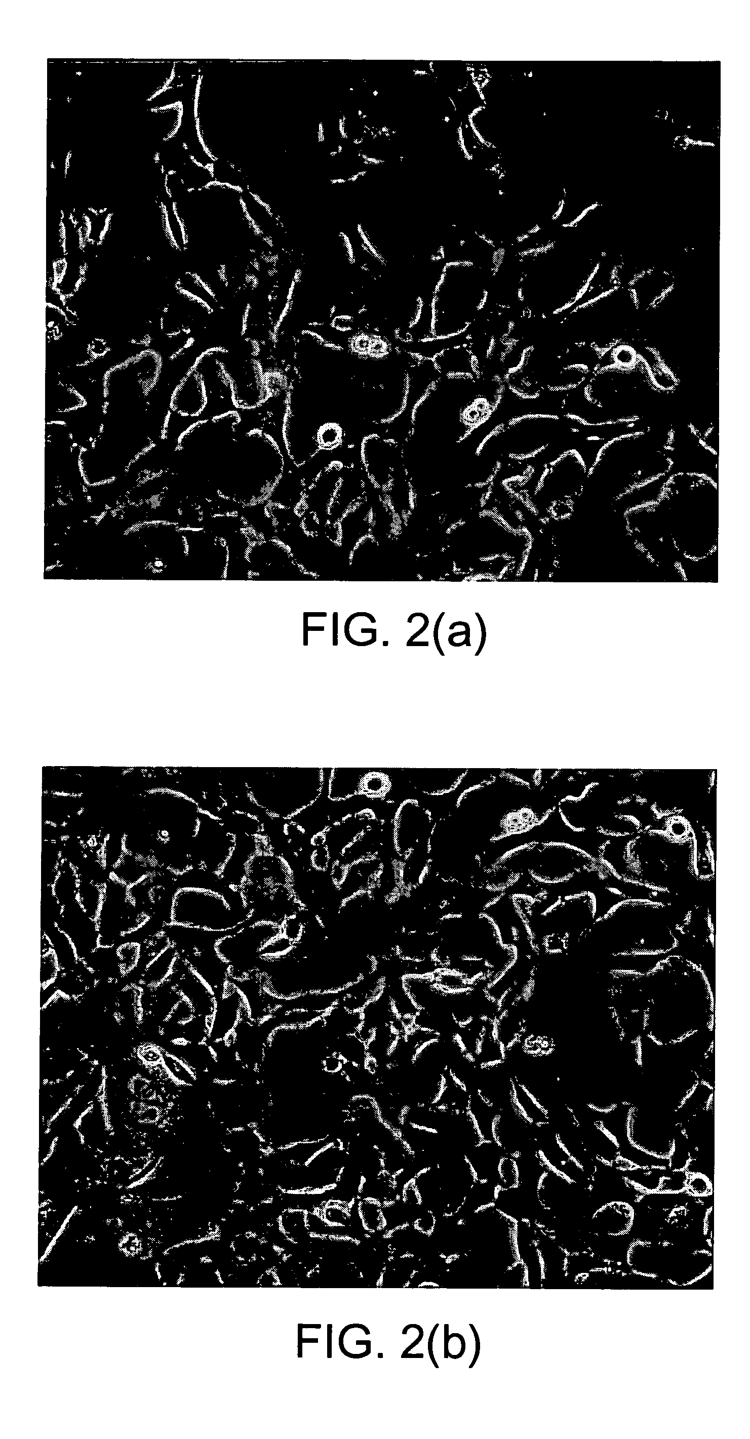 Adult stem cells and uses thereof