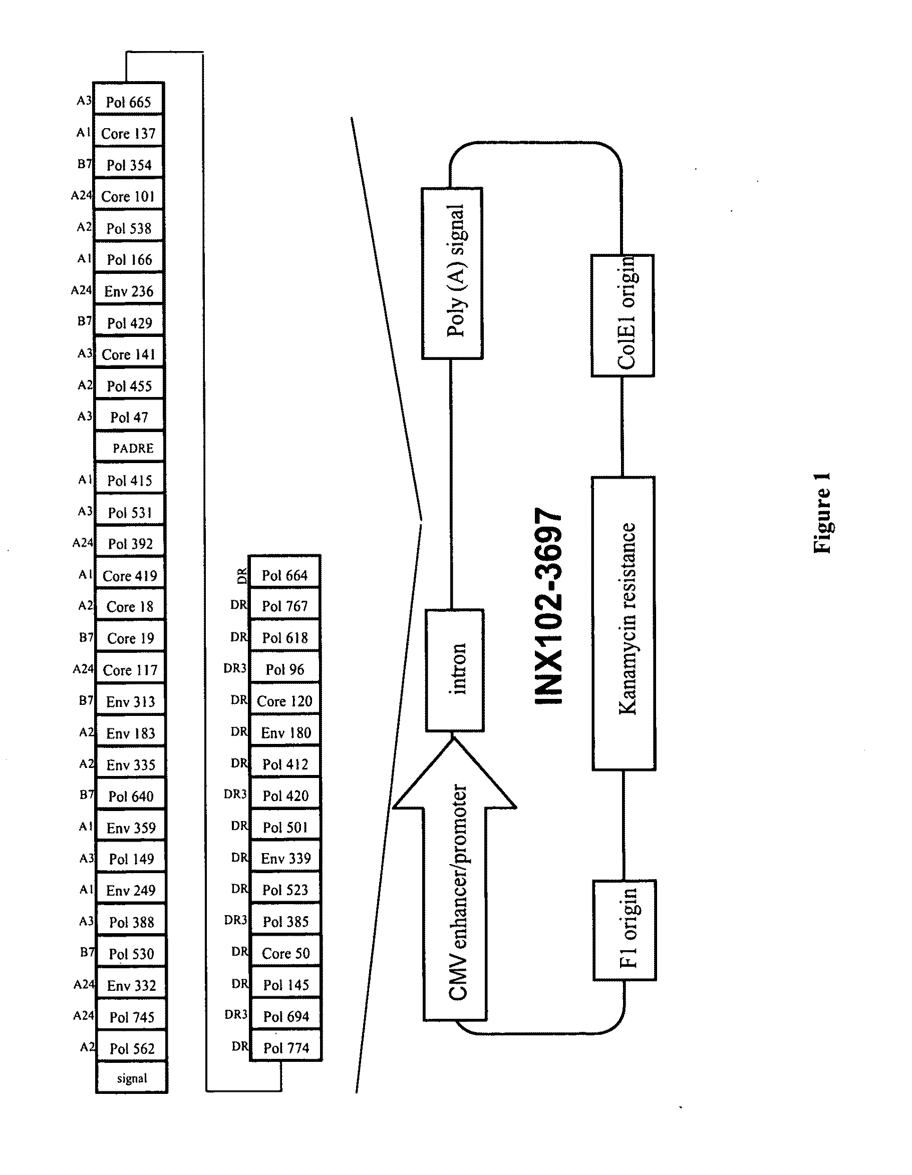 Methods and kits for inducing a ctl response using a prime boost regimen