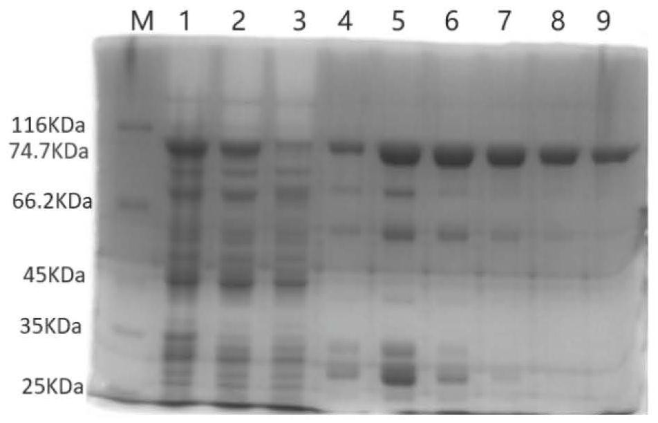 Mutant reverse transcriptase and preparation method and application thereof