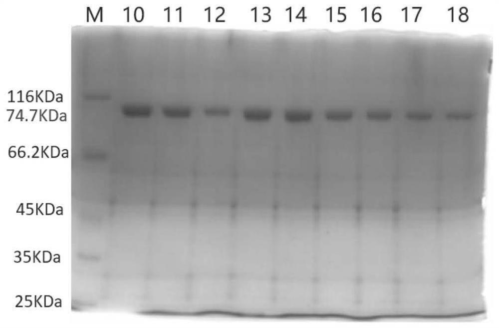 Mutant reverse transcriptase and preparation method and application thereof