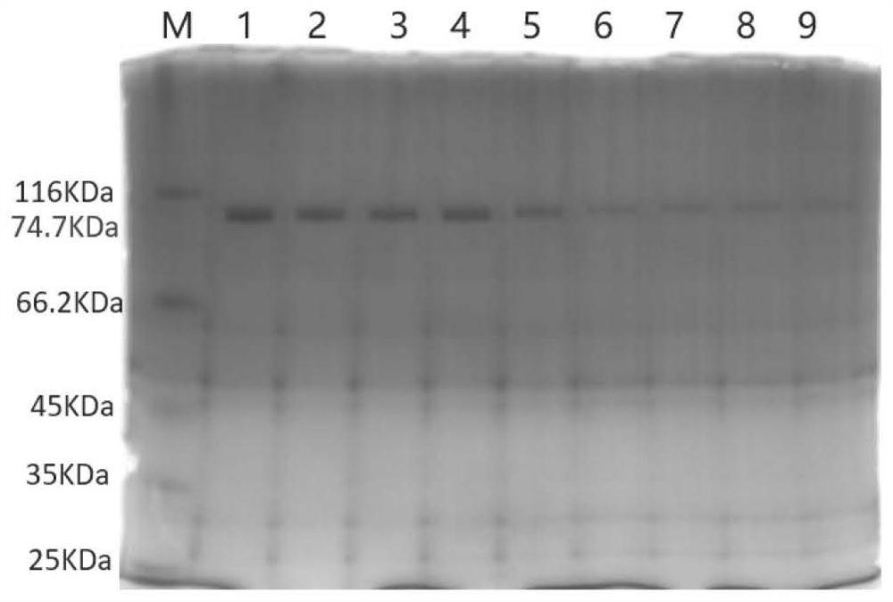 Mutant reverse transcriptase and preparation method and application thereof