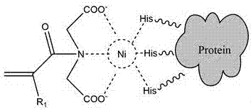 Preparation method of protein affinity blotting aquagel polymers based on acrylamide group metal chelation monomers