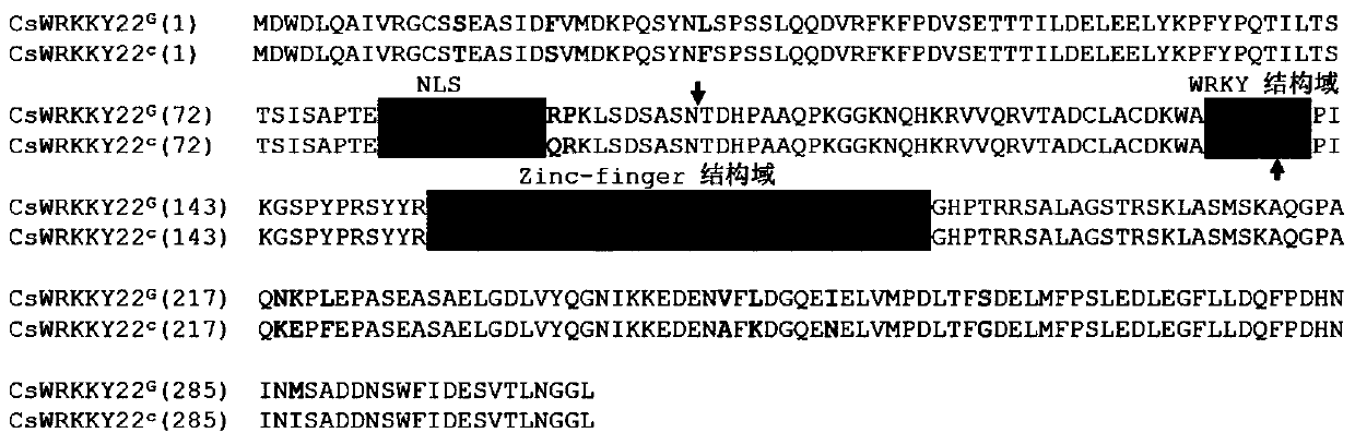 Method for improving citrus canker resistance based on CRISPRCas9 mediated CsWRKY22 site-directed editing