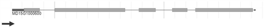 mdabcg Gene Promoter Deletion Fragment and Its Application in Detection of Malus Plant Dwarfing