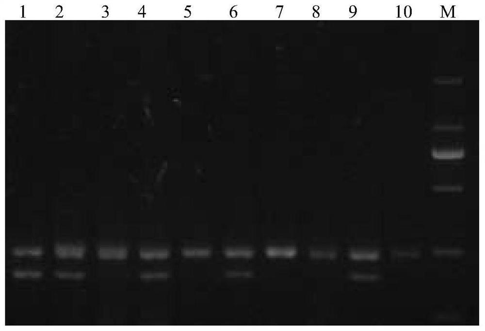 mdabcg Gene Promoter Deletion Fragment and Its Application in Detection of Malus Plant Dwarfing