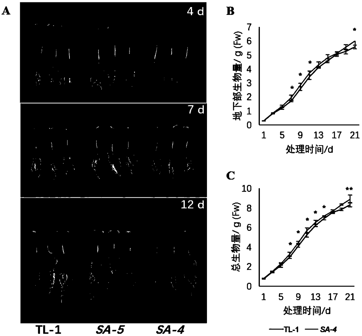 Nitrogen efficient fusion gene SA and application thereof