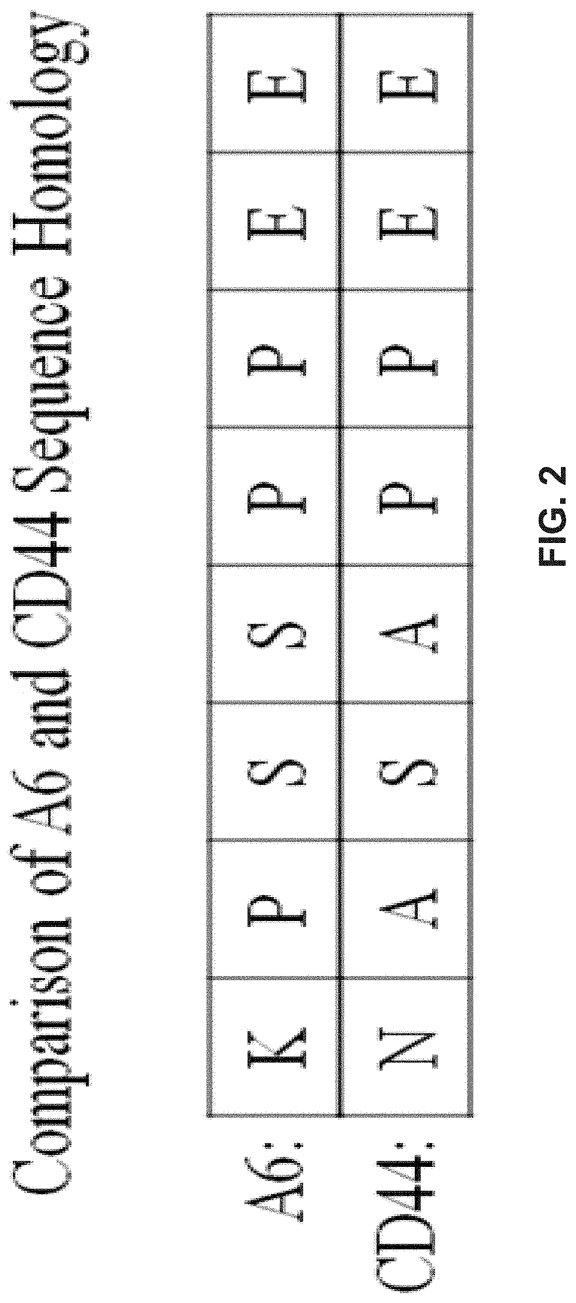 Methods for diagnosing and treating diseases based on modulating drug efflux by binding to cryptic region of cd44