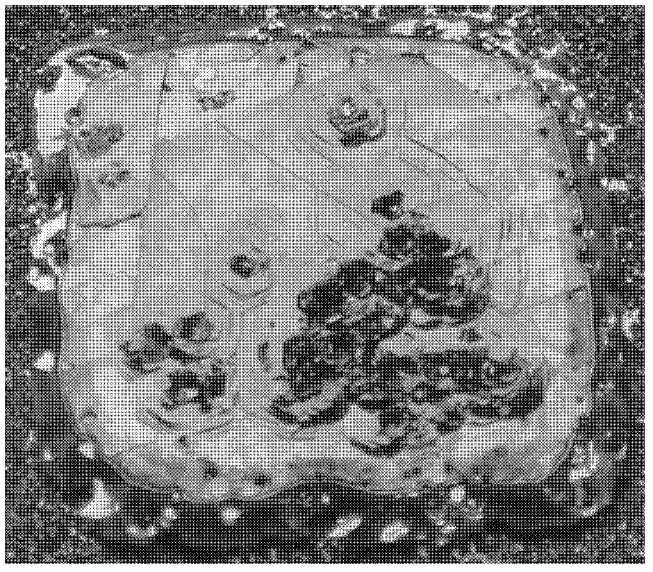 Method for growing aluminium nitride monocrystal by using physical vapor transport method