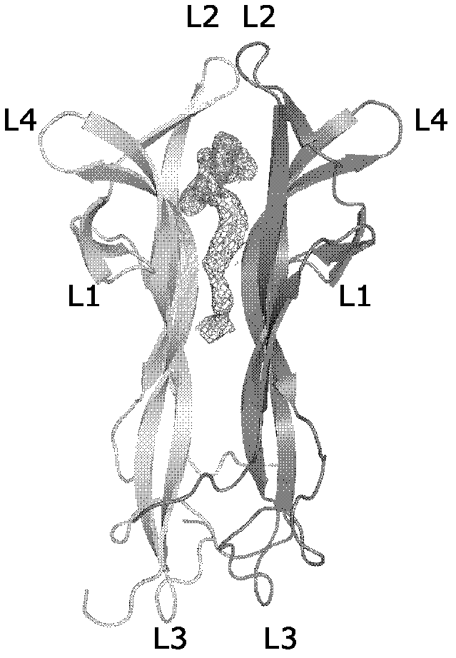 Method capable of reducing immunotoxicity of venom nerve growth factor and enabling immunotoxicity to be drug alternative of mouse origin nerve growth factor