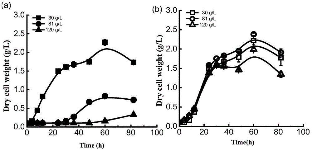 A kind of thermophilic anaerobic bacterium and the method for using it to produce ethanol