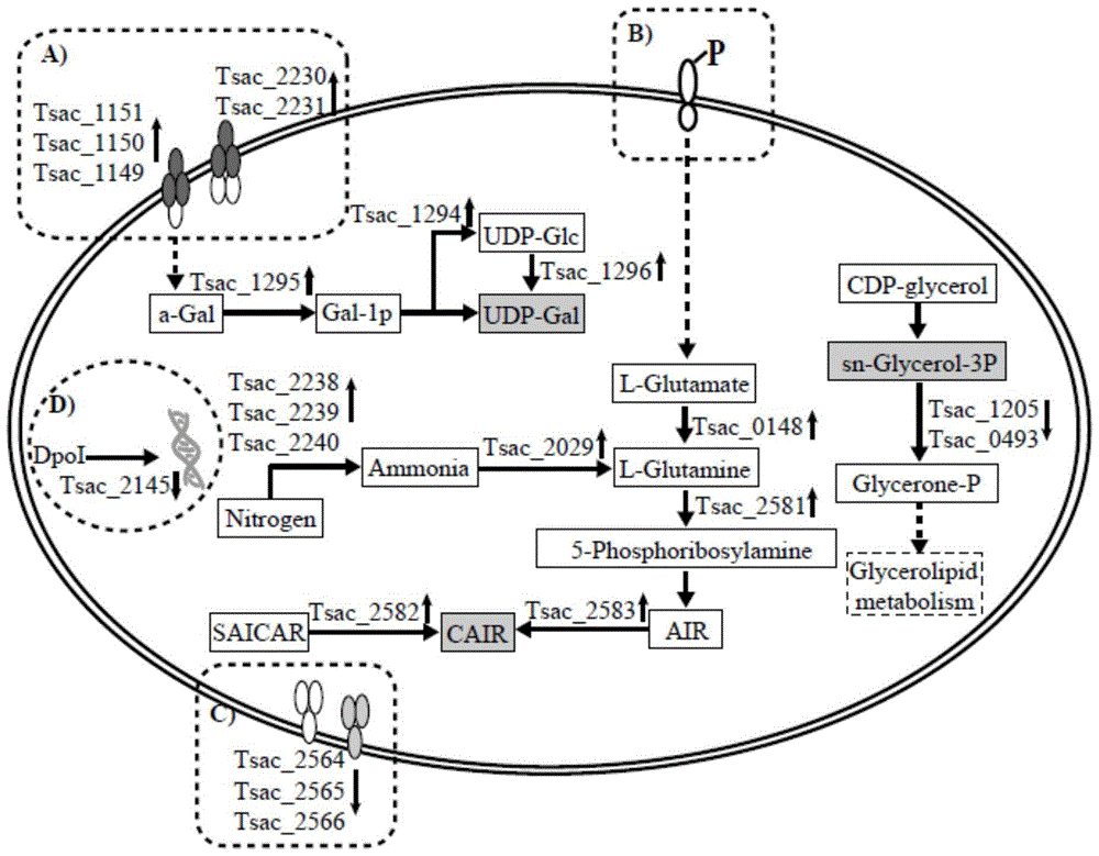 A kind of thermophilic anaerobic bacterium and the method for using it to produce ethanol