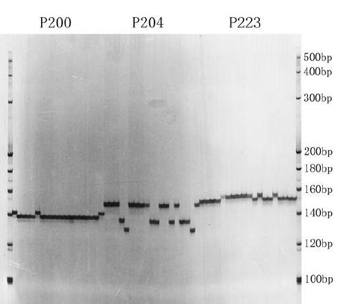 SSR core primer group developed based on whole genome data of tartary buckwheat and application thereof