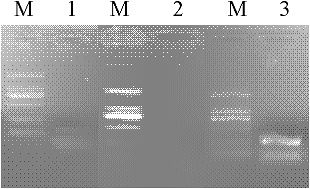 Sequences of mutants of Tat protein of human immunodeficiency virus type 1 and use thereof