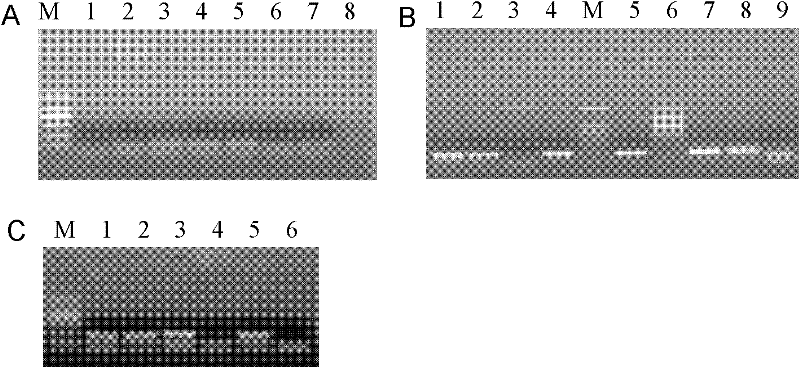 Sequences of mutants of Tat protein of human immunodeficiency virus type 1 and use thereof