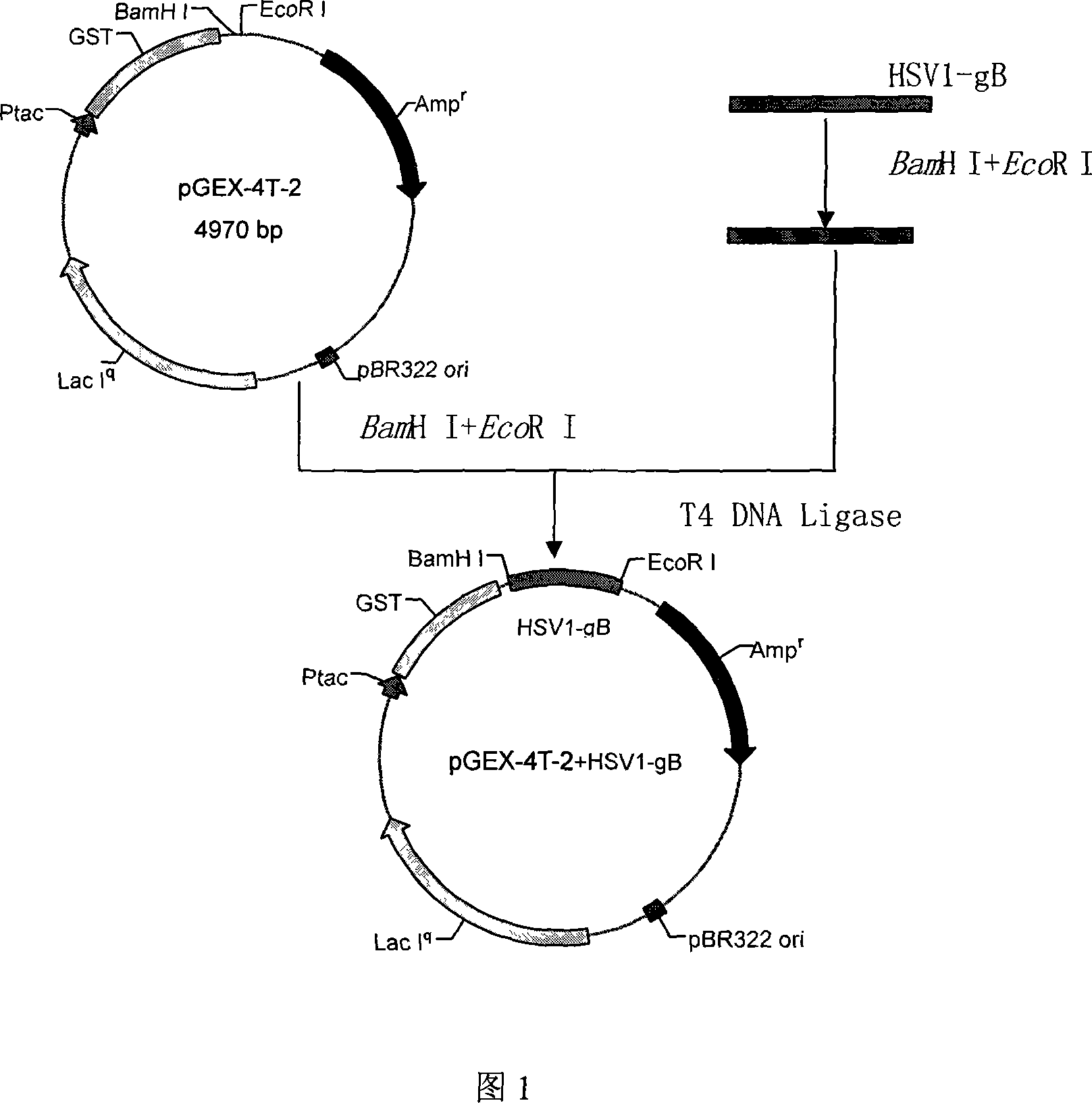 Chemically synthesized HSV1 virus gB glucoprotein extracellular region gene fragment, representation and application of the same