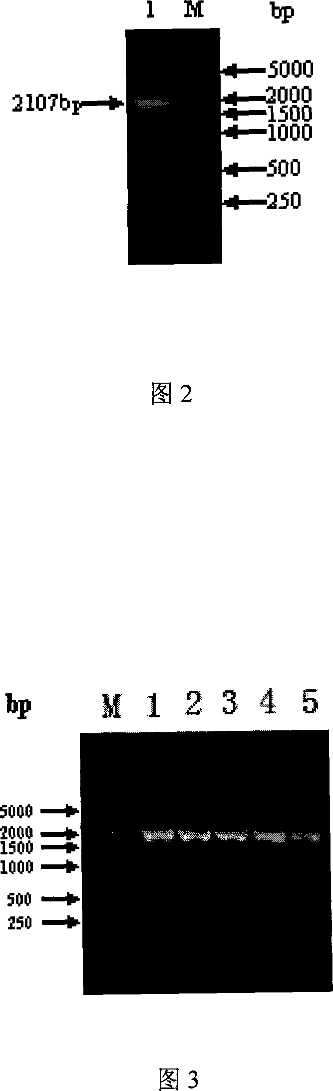 Chemically synthesized HSV1 virus gB glucoprotein extracellular region gene fragment, representation and application of the same