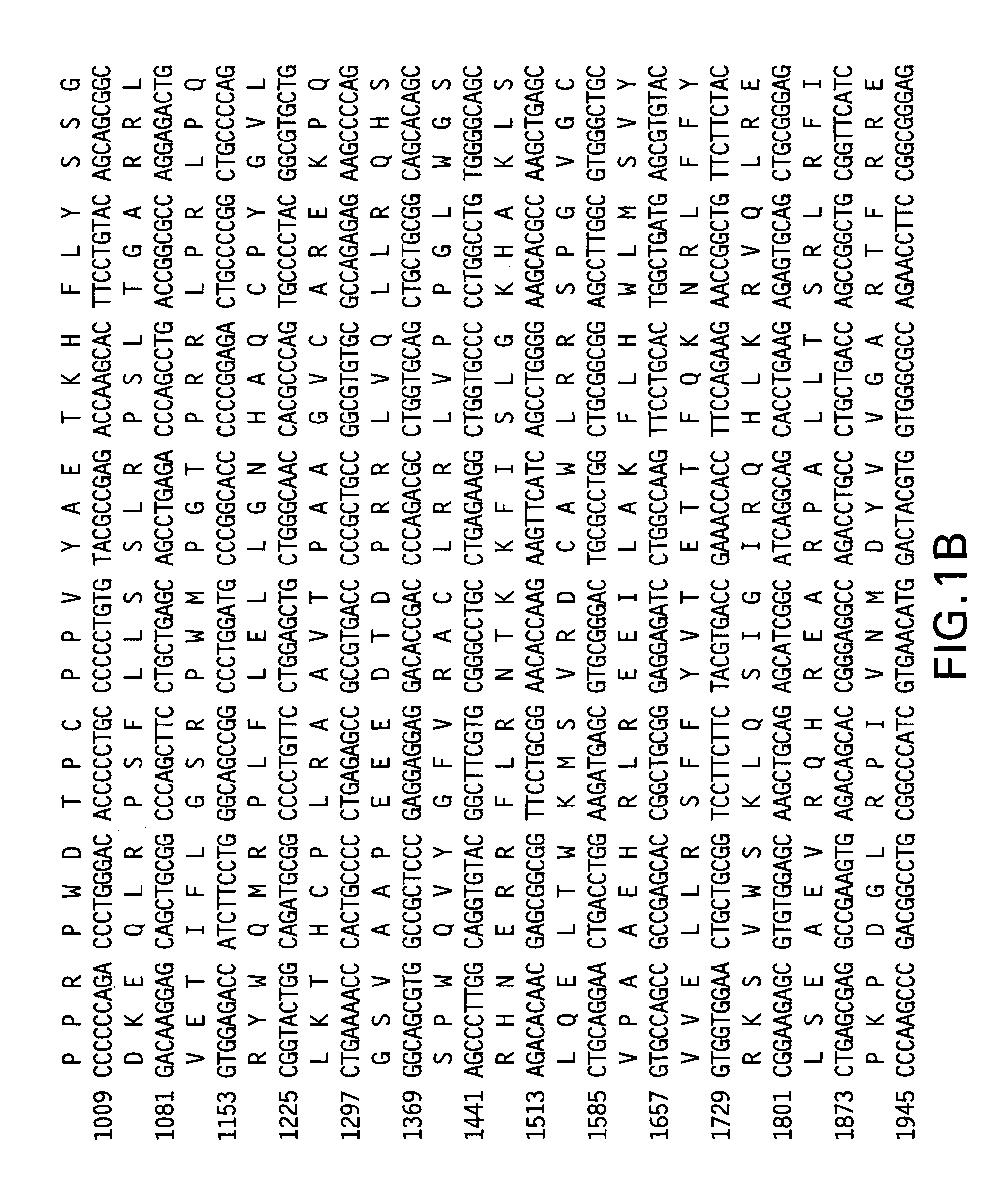 Telomerase reverse transcriptase fusion protein, nucleotides encoding it, and uses thereof