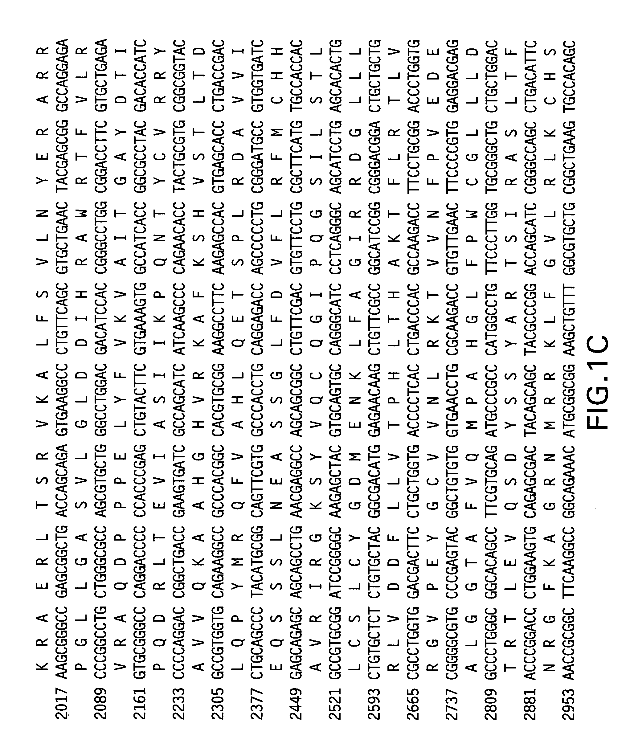 Telomerase reverse transcriptase fusion protein, nucleotides encoding it, and uses thereof