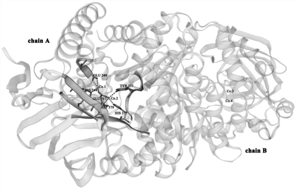 Aminopeptidase Amp0279 sourced from lysinibacillus sphaericus C3-41 as well as recombinant strain and application of aminopeptidase Amp0279