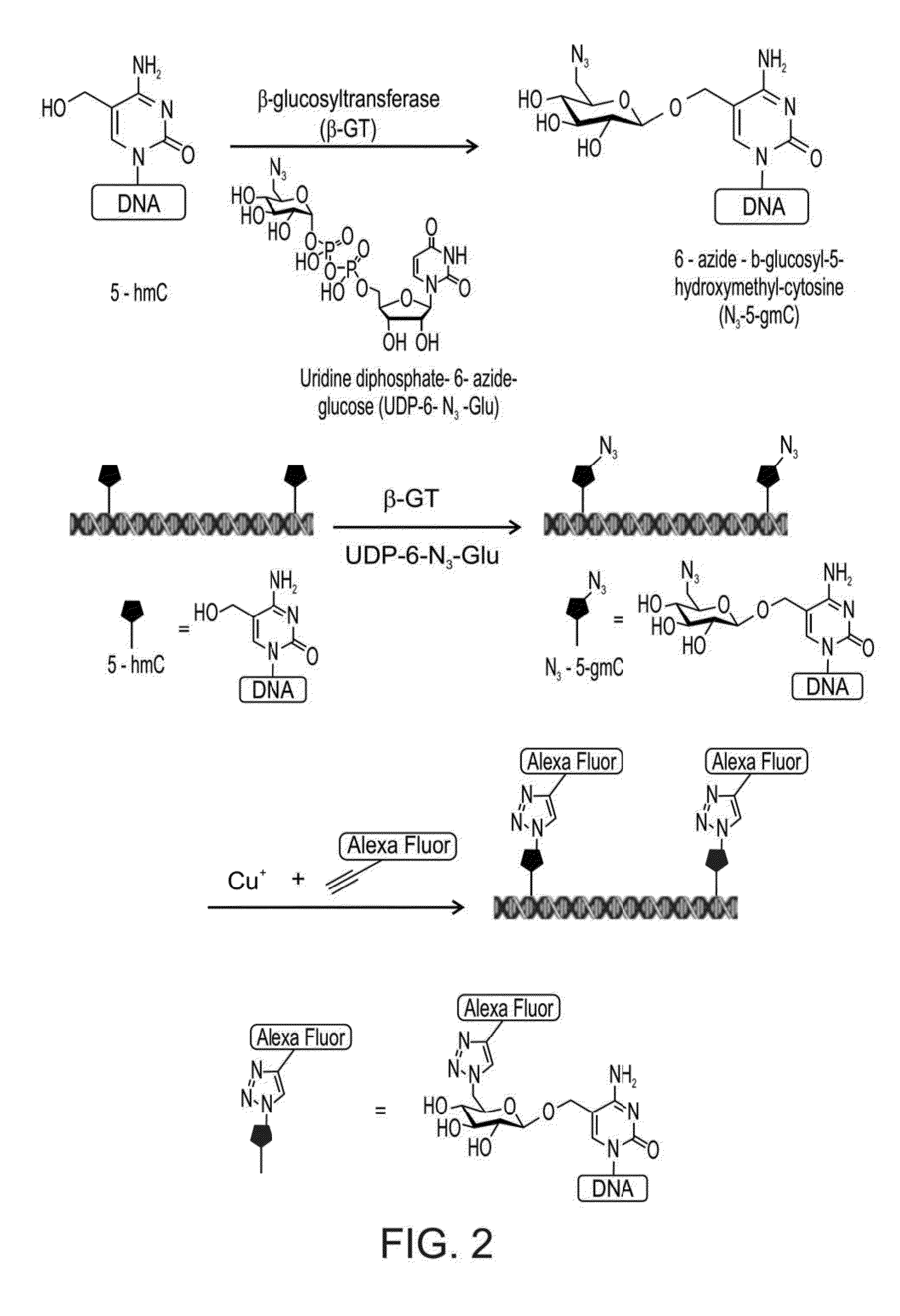 Detection of hydroxymethylcytosine bases