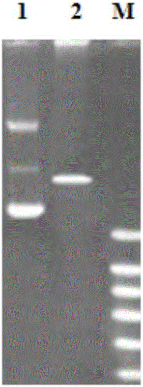 cSNP molecular marker detection kit and method for scylla paramamosain disease-resistant characters