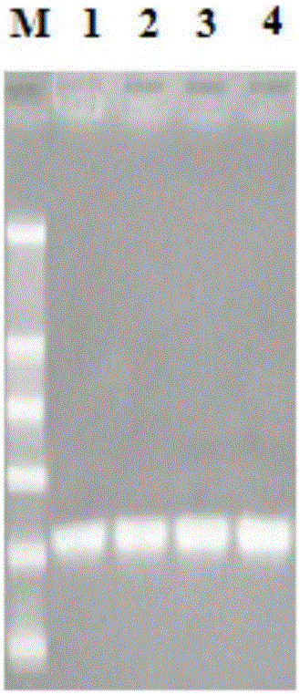 cSNP molecular marker detection kit and method for scylla paramamosain disease-resistant characters