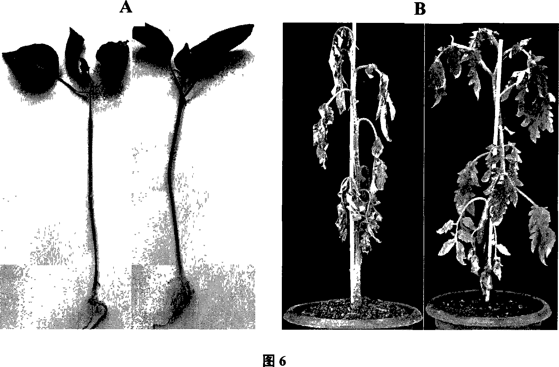 Biocontrol bacteria strain preventing and curing plant disease