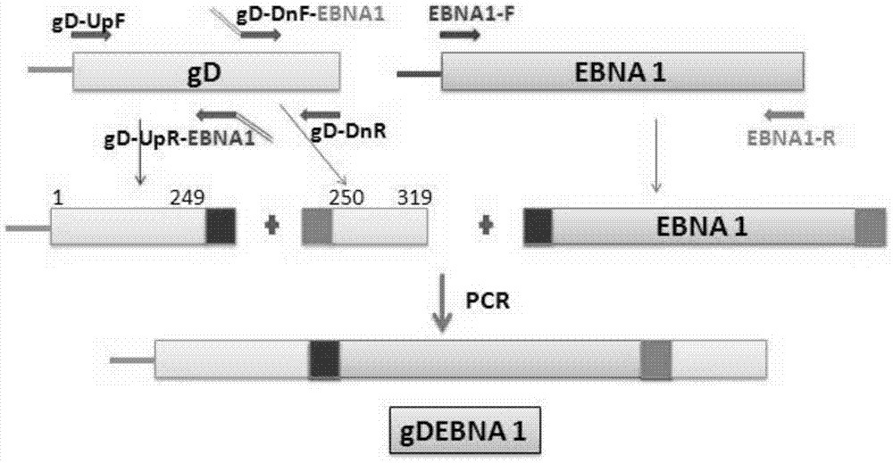 Recombinant protein vaccine, recombinant expression vector containing gene encoding the recombinant protein vaccine and application thereof