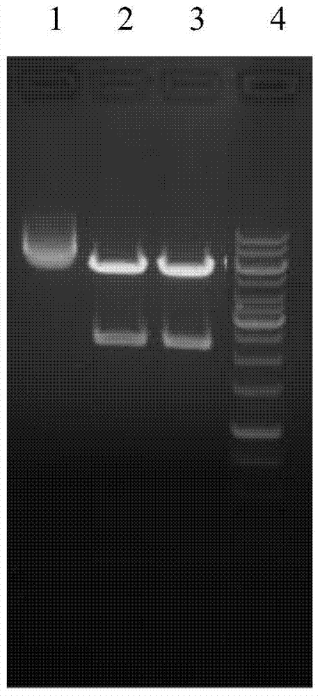 Recombinant protein vaccine, recombinant expression vector containing gene encoding the recombinant protein vaccine and application thereof