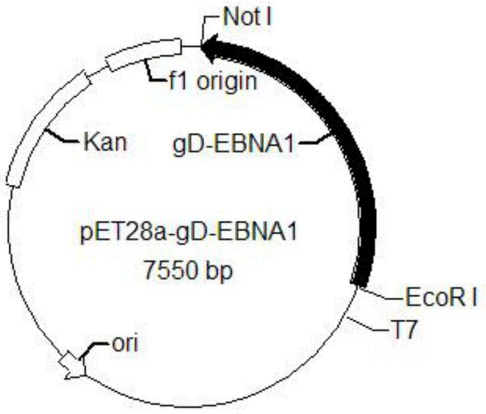 Recombinant protein vaccine, recombinant expression vector containing gene encoding the recombinant protein vaccine and application thereof