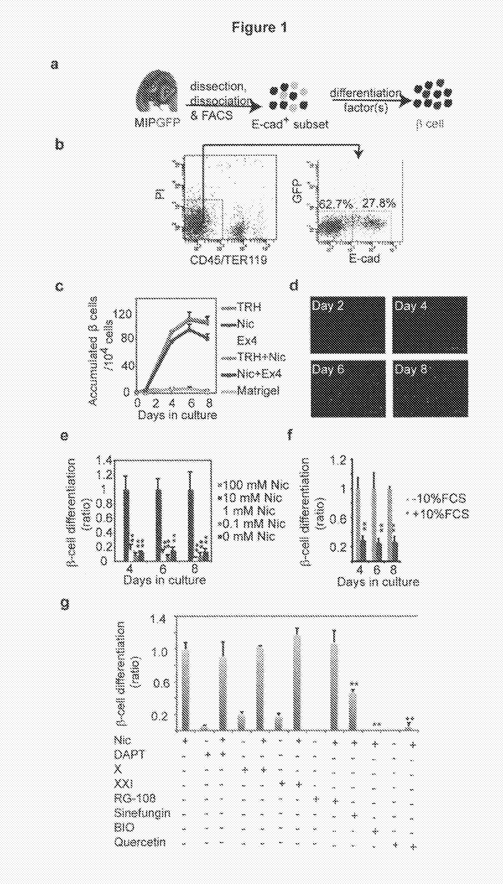 Method for generating mature beta-like cells