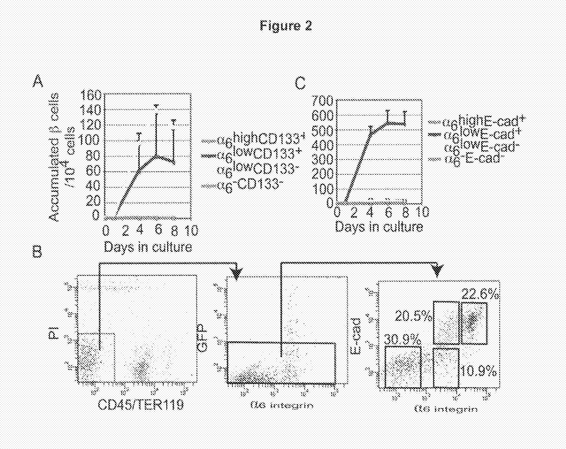 Method for generating mature beta-like cells