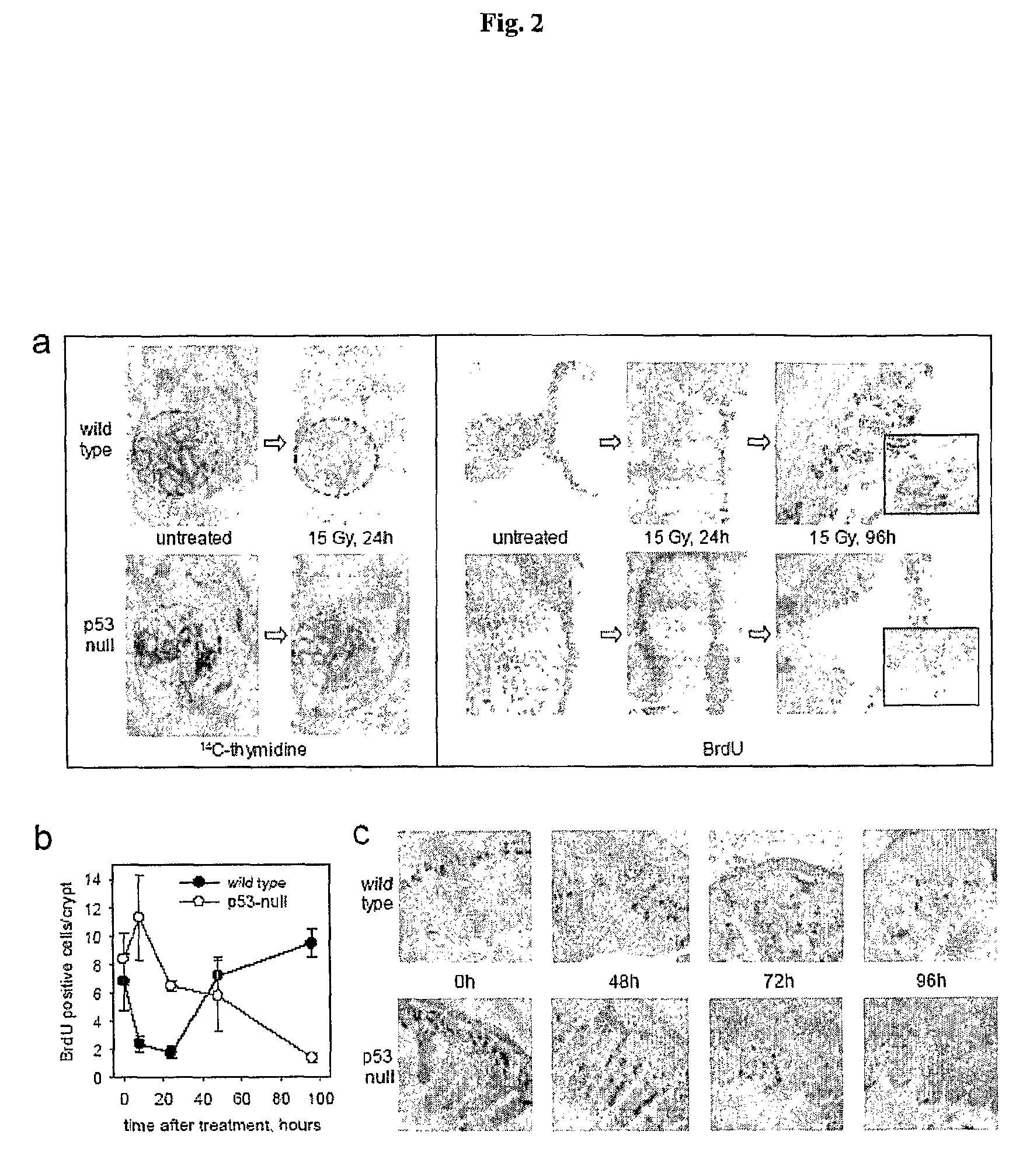 Flagellin related polypeptides and uses thereof