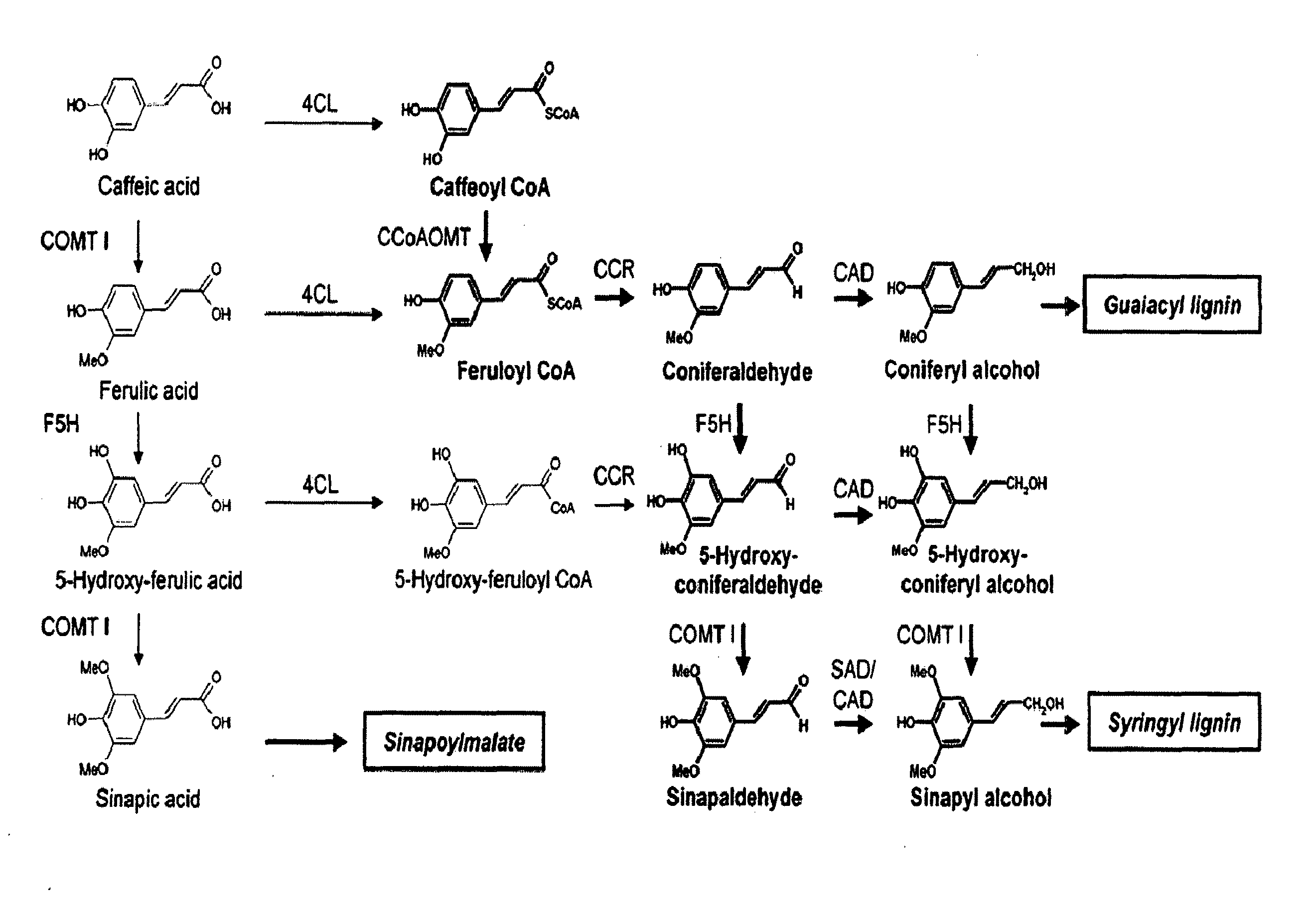 Polynucleotides Encoding Lignin Biosynthetic Pathway Enzymes in Coffee