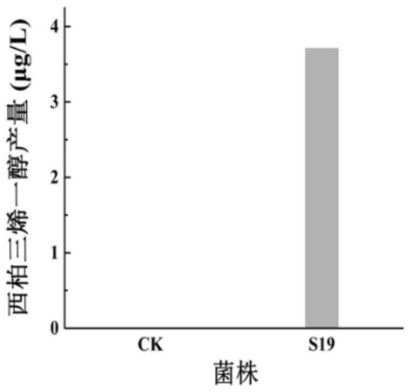 Construction method and application of saccharomyces cerevisiae for producing cembratrienol