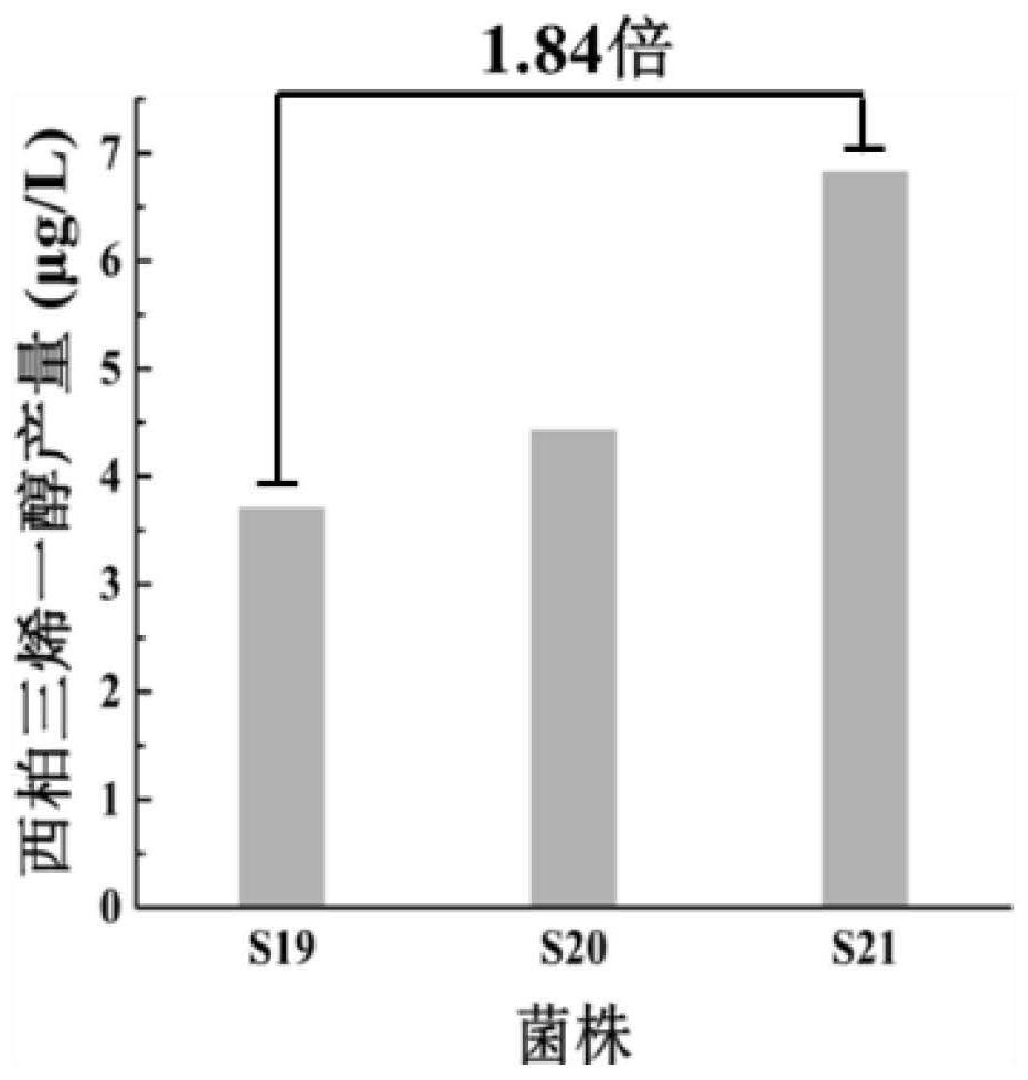 Construction method and application of saccharomyces cerevisiae for producing cembratrienol