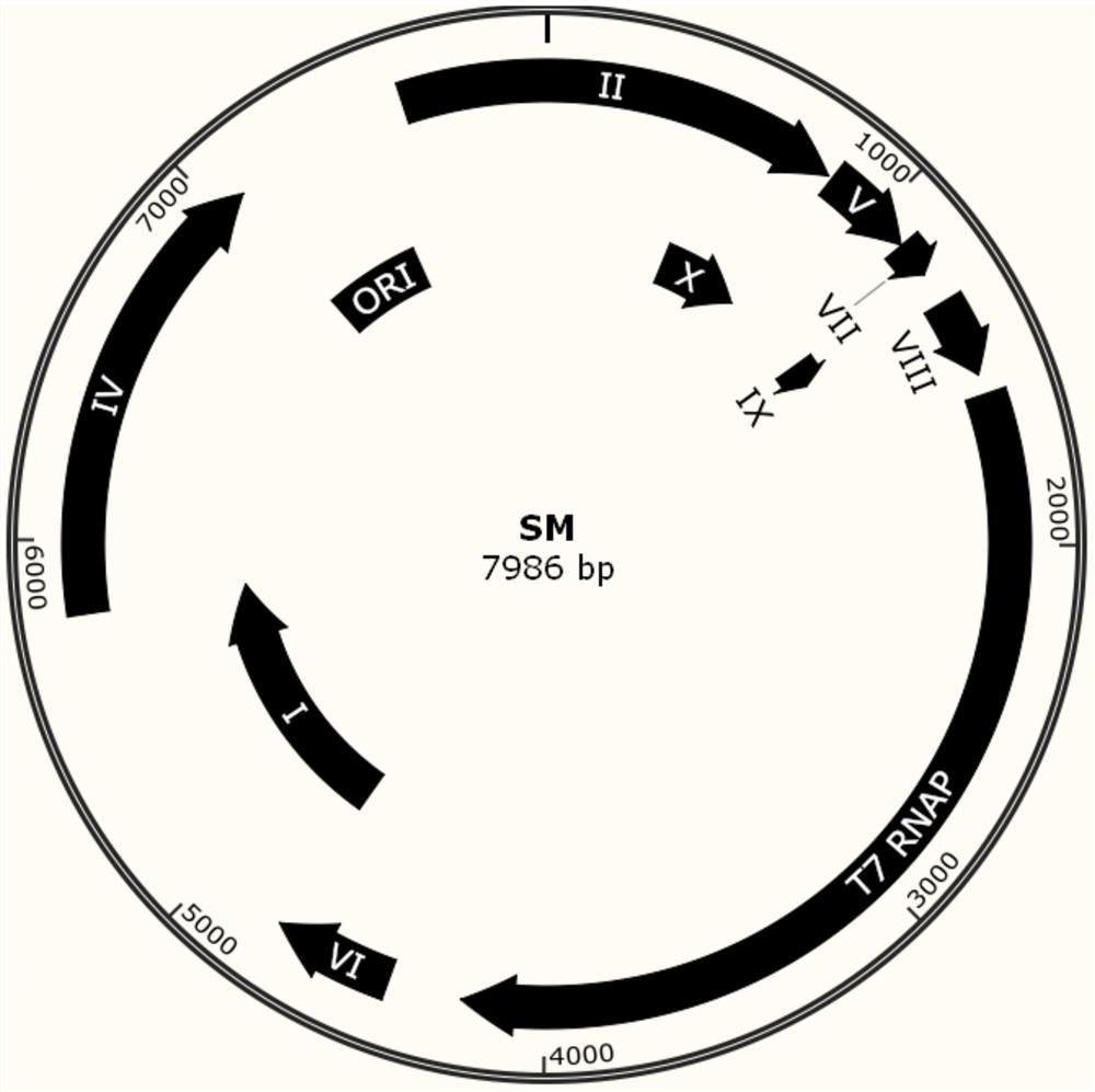 A phage-assisted continuous directed evolution system and method for multiple bacteria