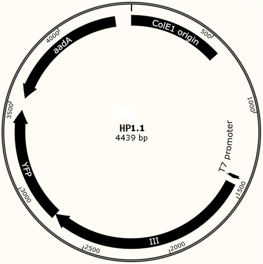 A phage-assisted continuous directed evolution system and method for multiple bacteria