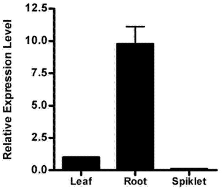 Rice root tip specific expression promoter Pro-Os04g24469 and application thereof