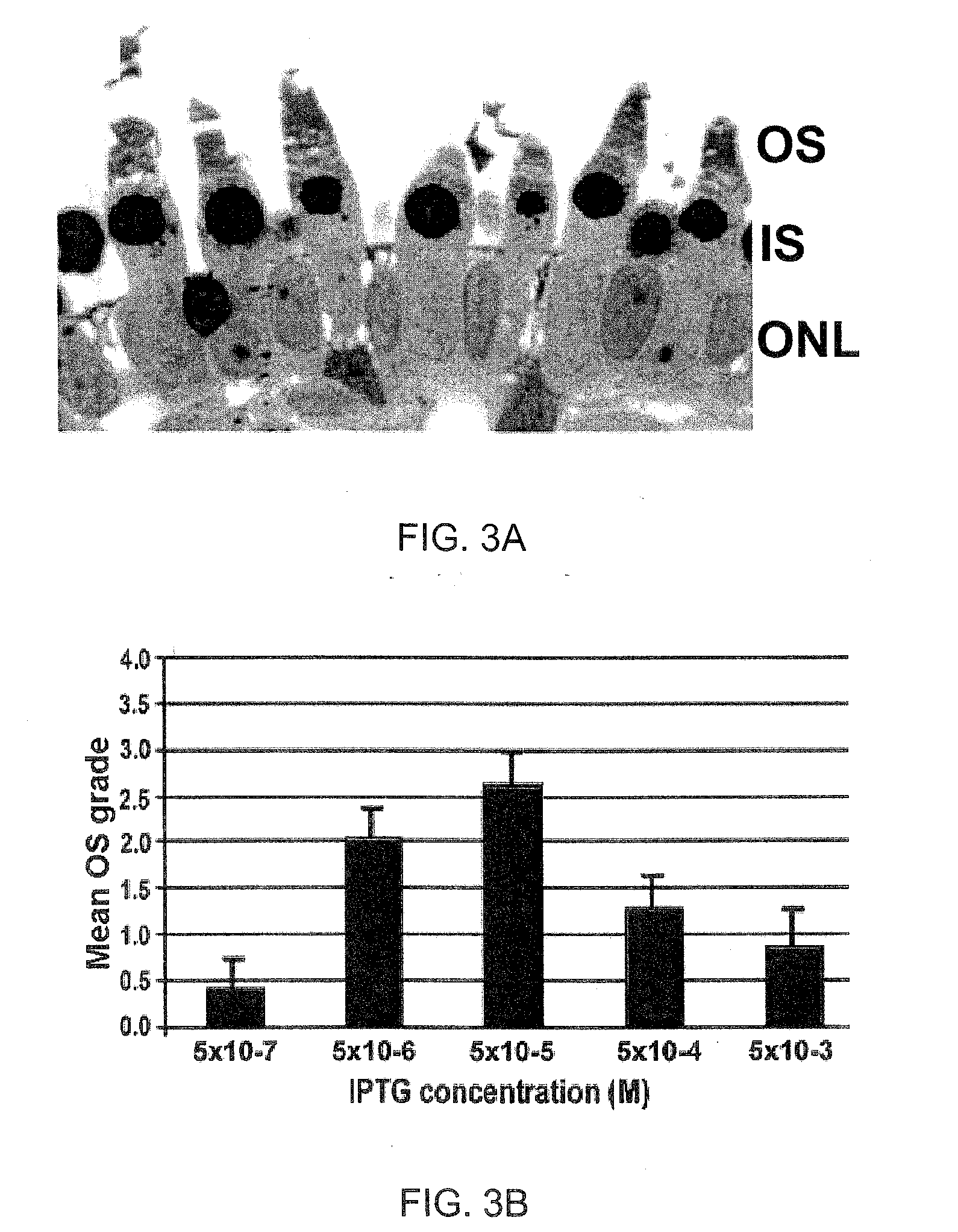 Glycan binding proteins as therapeutic targets for retinal disorders and treatment methods based thereon