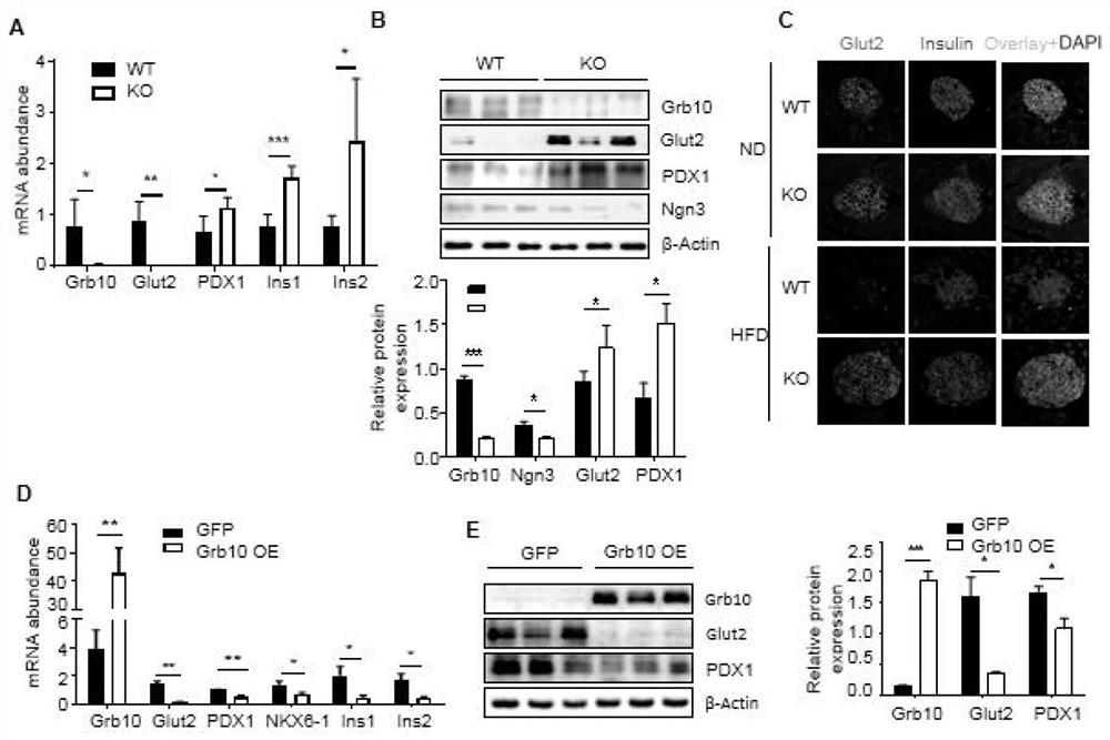 Grb10 used as key negative regulation factor of beta cell dysfunction