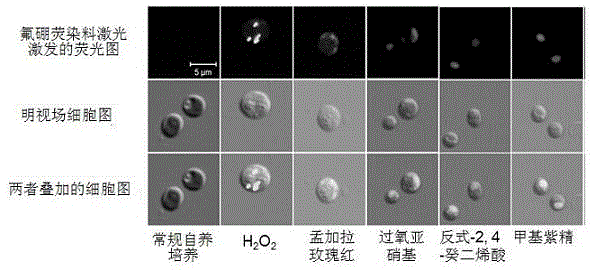 Method of utilizing oxidant to treat microalgae to efficiently induce neutral lipid for quick accumulation