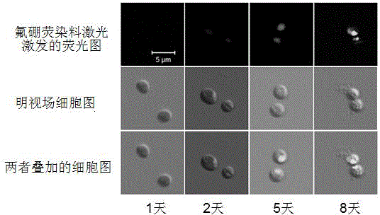 Method of utilizing oxidant to treat microalgae to efficiently induce neutral lipid for quick accumulation