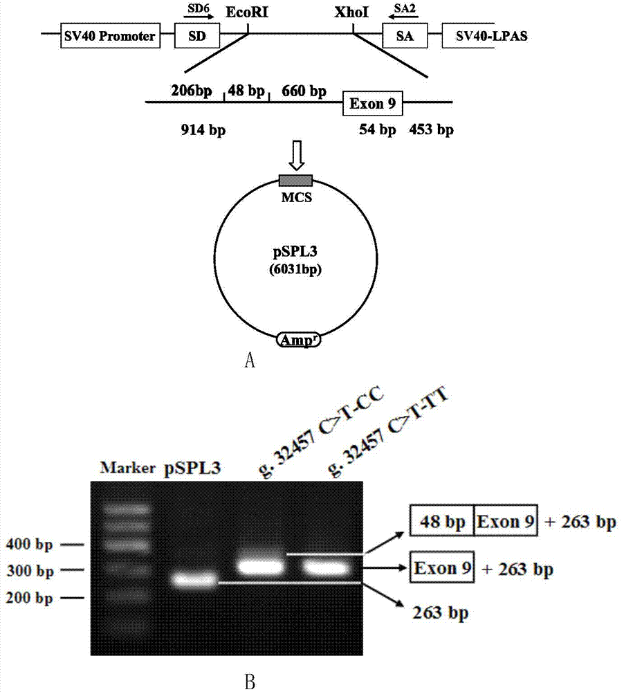 Primers and kit for screening cows with mastitis resistance and applications thereof