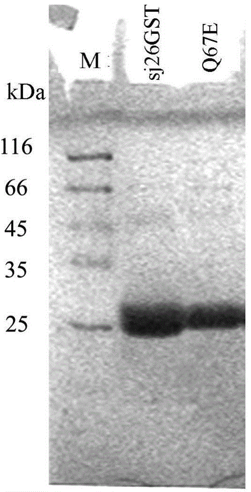 Mutant of schistosoma japonicum glutathione-S-transferase and application thereof