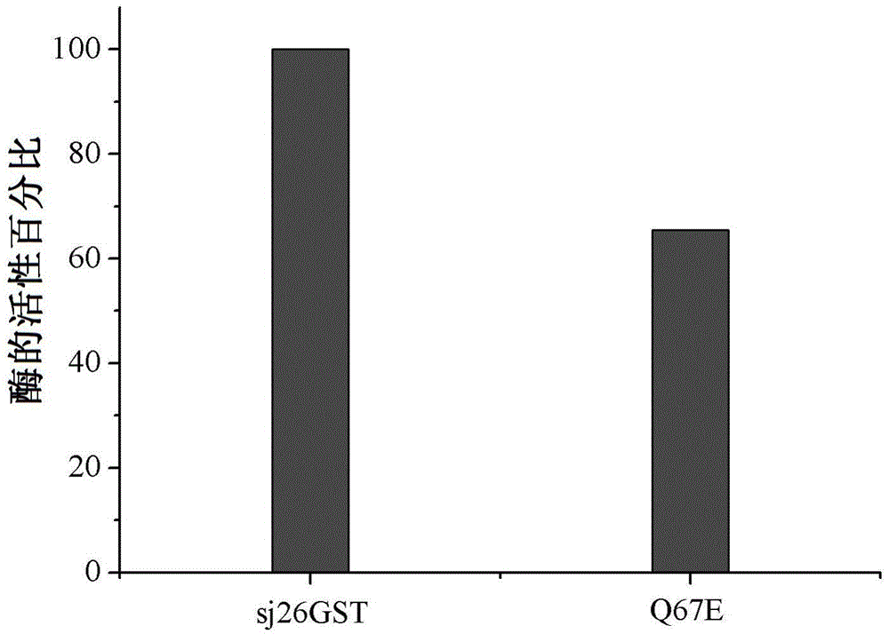 Mutant of schistosoma japonicum glutathione-S-transferase and application thereof