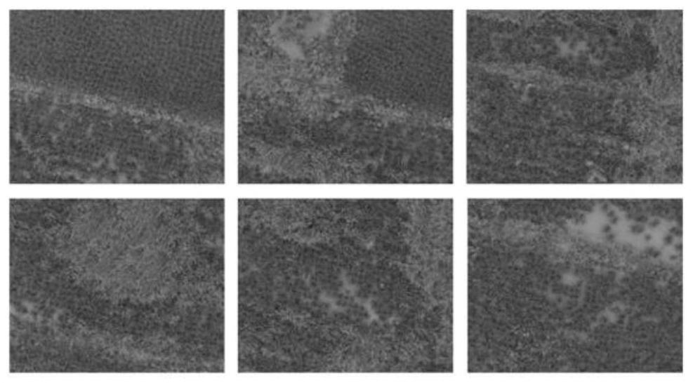 Rice tillering stage weed segmentation identification method based on improved coding and decoding network