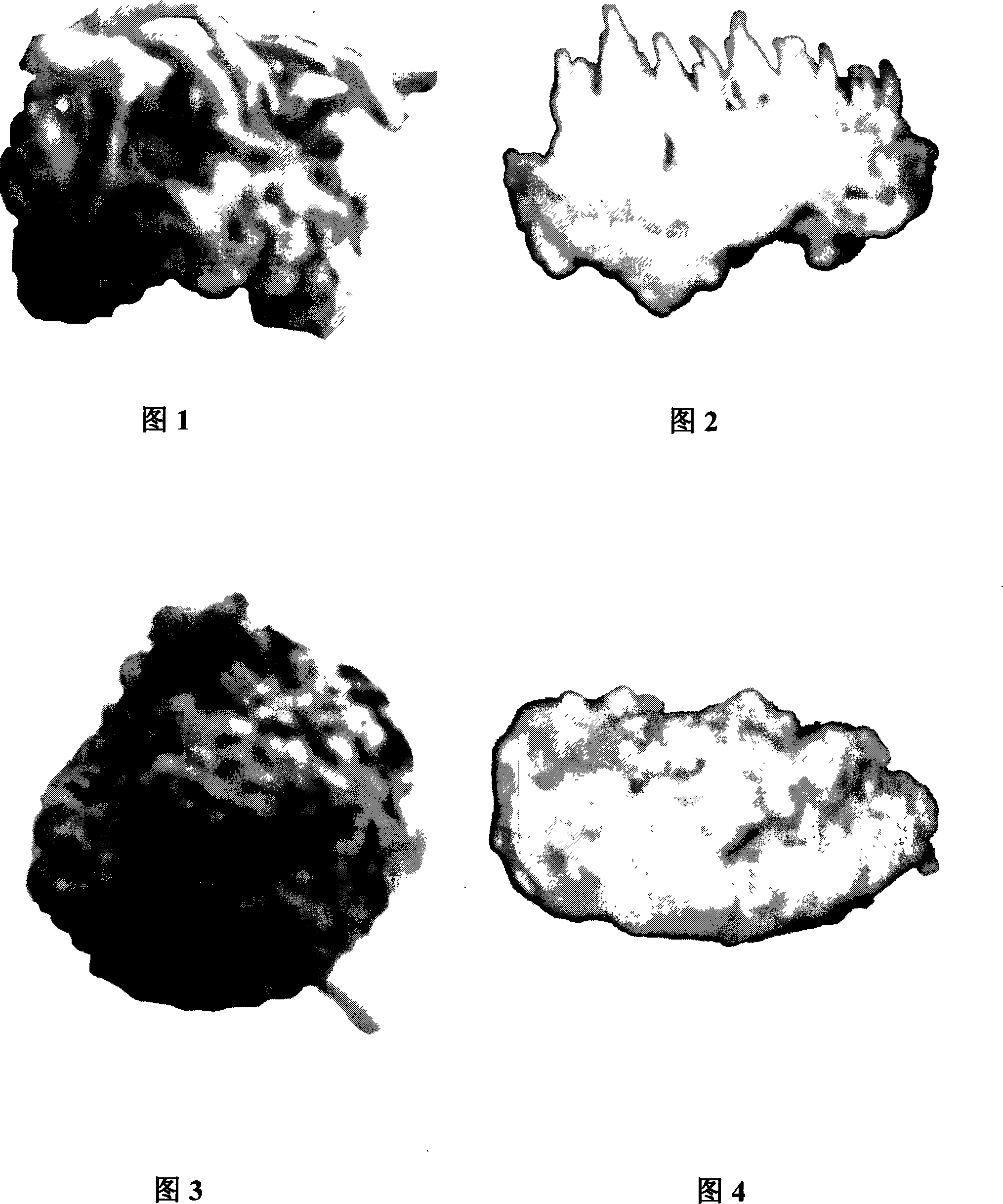 Industrial production method of cordyceps mushroom